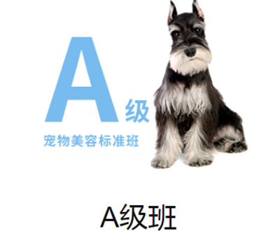 濟(jì)南一諾寵物美容師A級(jí)美容師班
