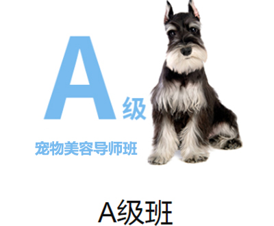 濟(jì)南一諾寵物美容A級(jí)導(dǎo)師班
