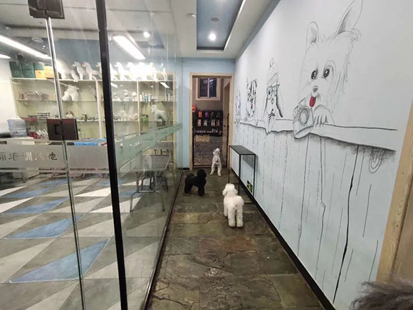 濟(jì)南一諾寵物染色研修班